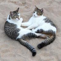 Both tabby lying on the sand. photo