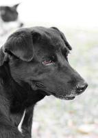 Perro negro de Tailandia de cara cercana. foto