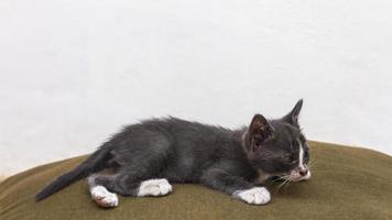 Thailand gray kitten