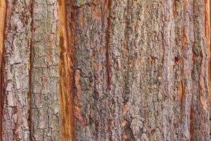 Wall fence bark photo