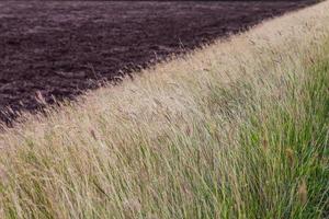 Soil dead grass photo