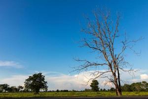 Dry tree beside the dead. photo