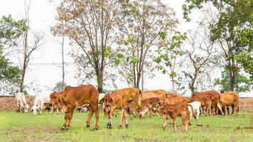 hierba de vaca marrón foto