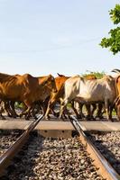 Thailand railway cattle photo