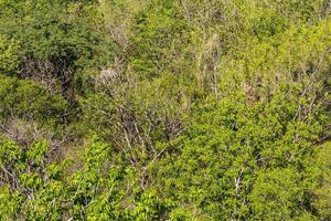 Above arid bush photo