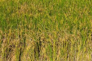 Rice harvesting season photo