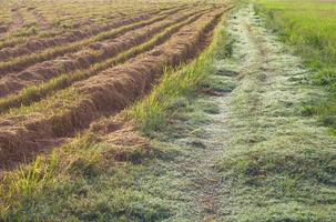 Grass Road in rice fields photo