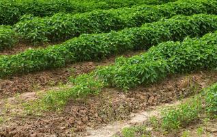 Green pepper seedling plantation. photo