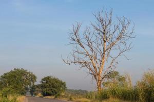 Dead trees dry side. photo