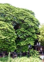 Rain tree leaves plenty. photo