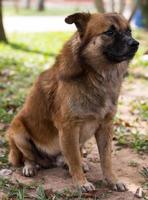 Brown dog sit and wait. photo