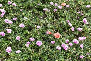 Portulaca oleracea blooming in the garden. photo