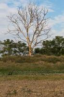 árbol seco con suelo agrietado. foto