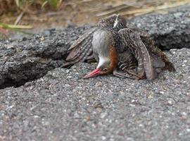 Cracked asphalt dead bird photo