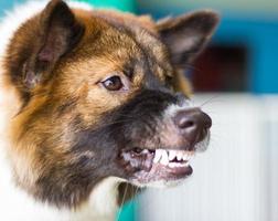 Snarling dog face threats photo