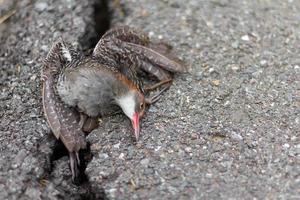 pájaro muerto de asfalto agrietado foto