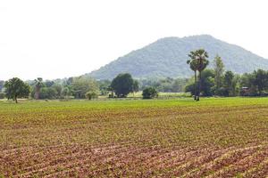 vivienda de plantación de yuca foto