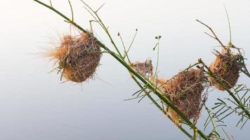 Briar nest weaverbird photo