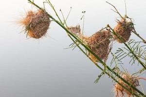 Briar nest weaverbird photo