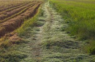 camino de hierba en campos de arroz foto