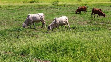 rebaños de ganado pastando