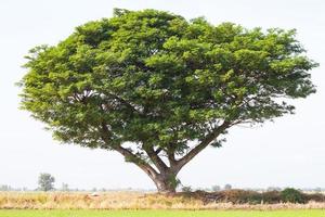 árbol de lluvia que se extiende arroz verde. foto