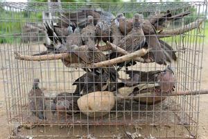 grupo de palomas en jaula