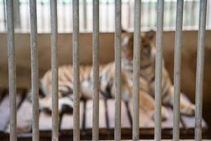 tiger in cage photo