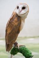 common barn owl photo