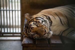 tiger in a zoo cage photo