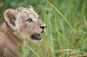 cub of lion