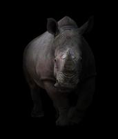 white rhinoceros in dark background photo