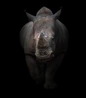 rinoceronte blanco en fondo oscuro foto