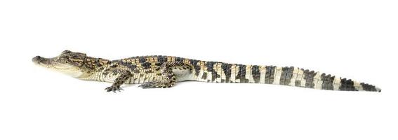 young crocodile on white background photo