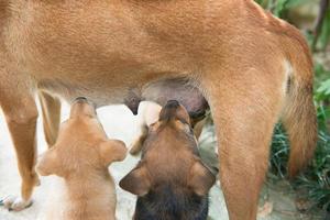 puppies sucking milk from mother photo