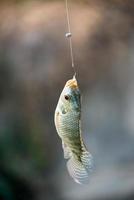 Nile tilapia fish hanging on hook photo