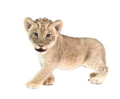 baby lion isolated on white background photo