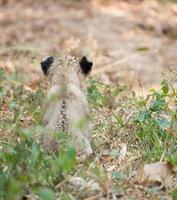 cub of lion photo