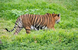 bengal tiger walking among green grass