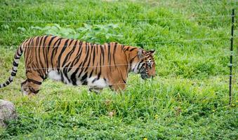 bengal tiger walking near electrical wire