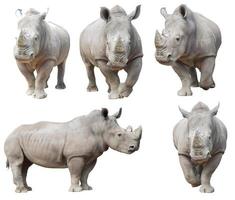 white rhinoceros, square-lipped rhinoceros isolated photo