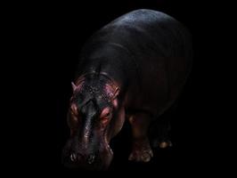 hipopótamo en el fondo oscuro foto