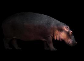 hipopótamo en el fondo oscuro foto
