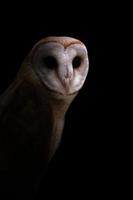 common barn owl in the dark photo