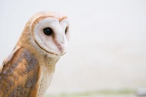 common barn owl photo