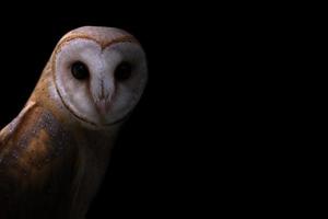 common barn owl in the dark photo