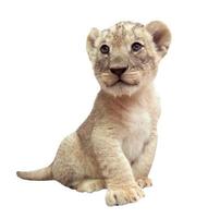 baby lion isolated on white background photo