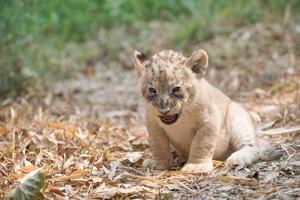 cub of lion photo