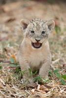 cub of lion photo