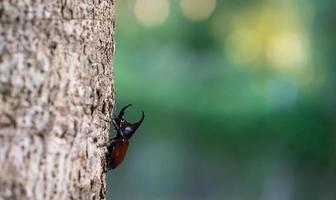 stem eating beetle